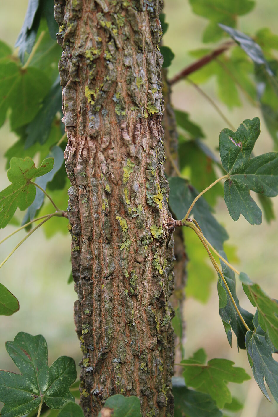 Photo de l'écorce d'un Acer campestris terrain de tir à l'arc situé près de l'Etang des Forges. - Agrandir l'image, . 0octets (fenêtre modale)