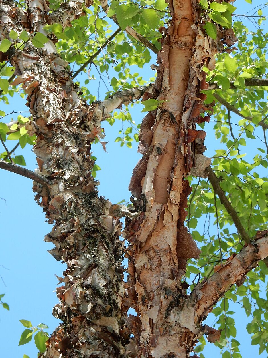 Photo de l'écorce d'un Betula nigra rue Pierre Proudhon. - Agrandir l'image, . 0octets (fenêtre modale)