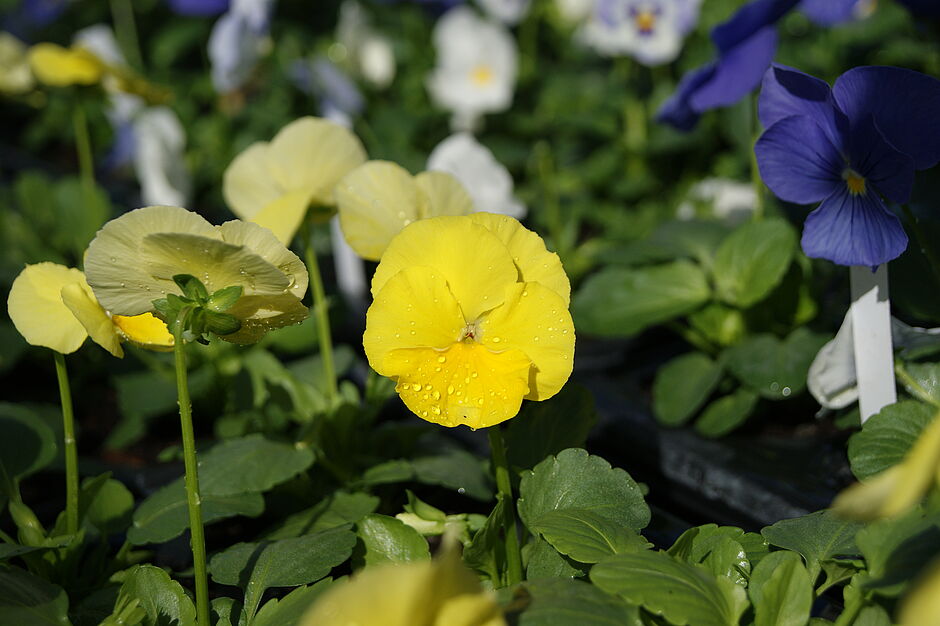 Détails de la pensée PANOLA PRIMROSE (jaune clair). Photo prise le 27 septembre 2018. - Agrandir l'image, . 0octets (fenêtre modale)