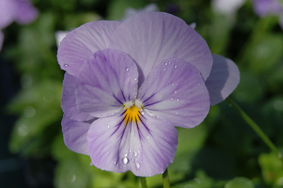 Détails de la pensée PANOLA LILAC SHADES (teinte lilas). Photo prise le 27 septembre 2018. - Agrandir l'image, . 0octets (fenêtre modale)