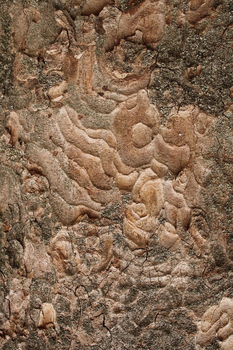 Photo d'une écorce d'un Erable situé dans le square Carlos Bohn (Roseraie). - Agrandir l'image, . 0octets (fenêtre modale)