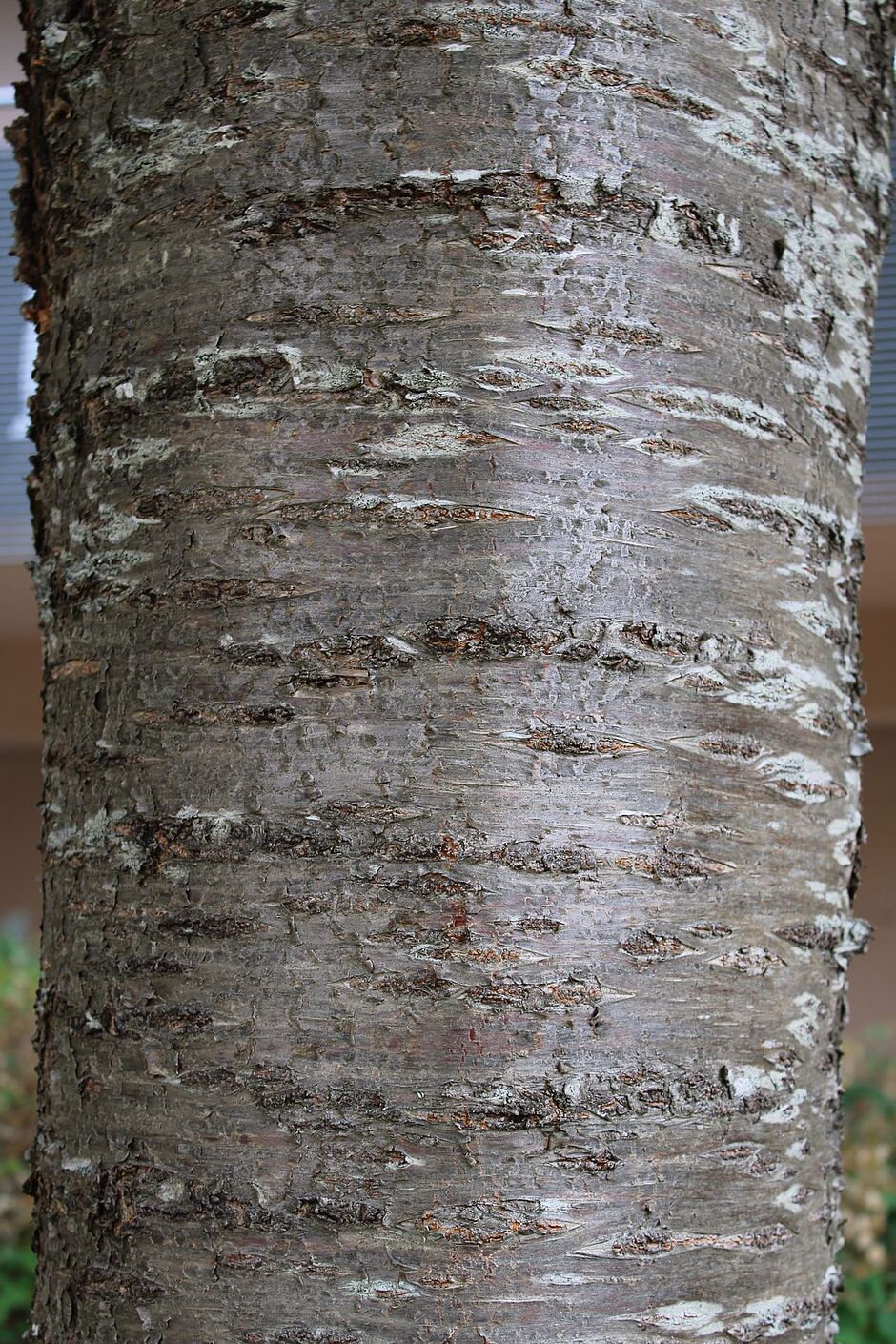 Photo de l'écorce d'un Prunus x Okame vers l'allée Jean-François Bougenel. - Agrandir l'image, . 0octets (fenêtre modale)