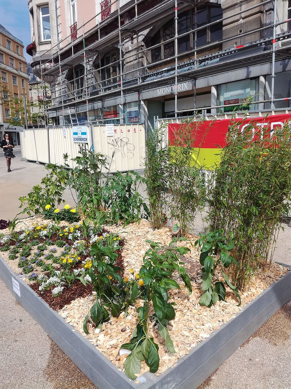 Massif de l'association Belflorissimo. Photo prise le 4 mai 2018. - Agrandir l'image, . 0octets (fenêtre modale)