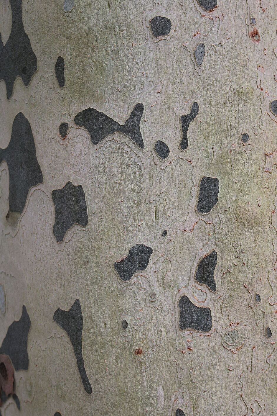 Photo de l'écorce d'un Platanus acerifolia Avenue d'Alsace. - Agrandir l'image, . 0octets (fenêtre modale)