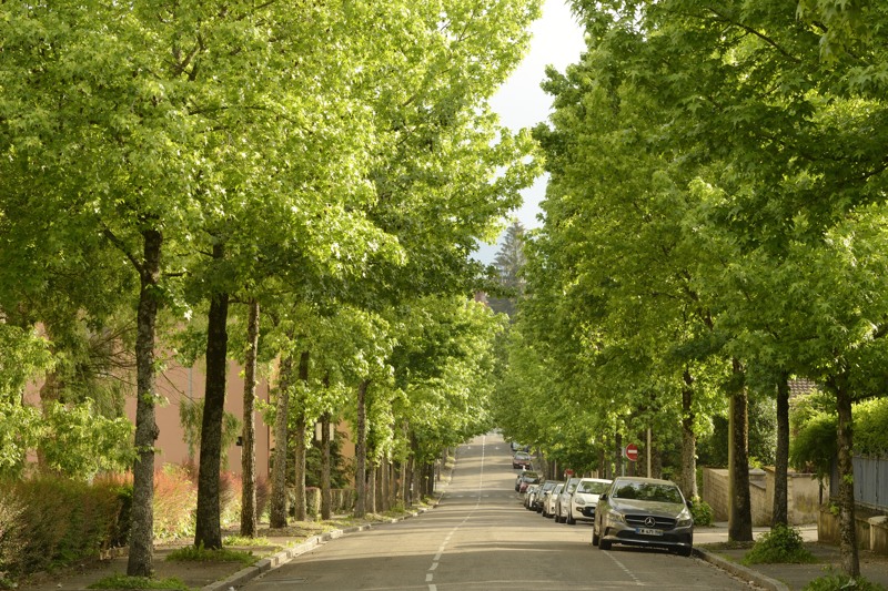 Boulevard Renaud de Bourgogne, Copalme d'Amérique. - Agrandir l'image, . 0octets (fenêtre modale)